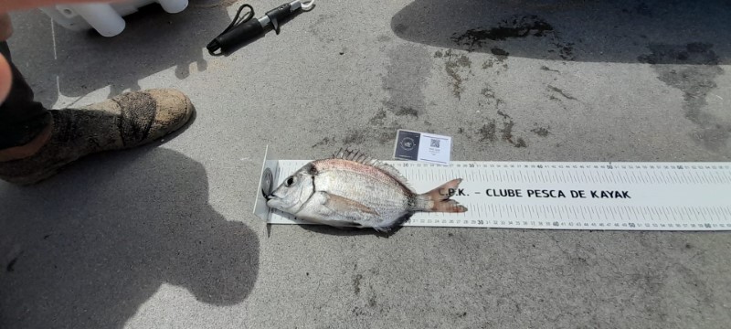 Fish Measure Picture